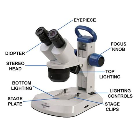 dissecting microscope|dissecting microscope function.